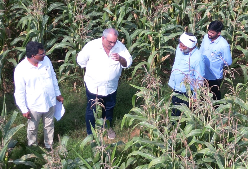 ICAR–IIMR and Gourmet Popcornica Collaboration Paves the Way for an Aatmanirbhar Popcorn Maize Ecosystem