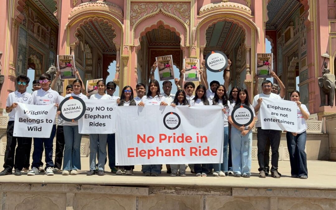 World Animal Protection Calls for End to Elephant Rides Everywhere on Occasion of Save The Elephant Day